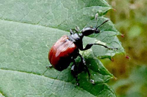 Réf. 186 274 : Compsapoderus erythropterus